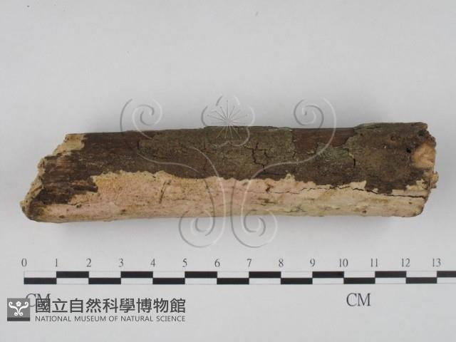 登錄號:F0022057藏品圖，第3張