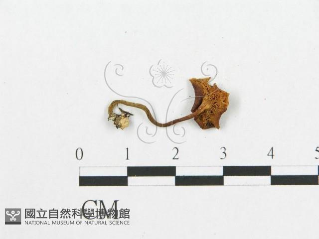 登錄號:F0002057藏品圖，第3張