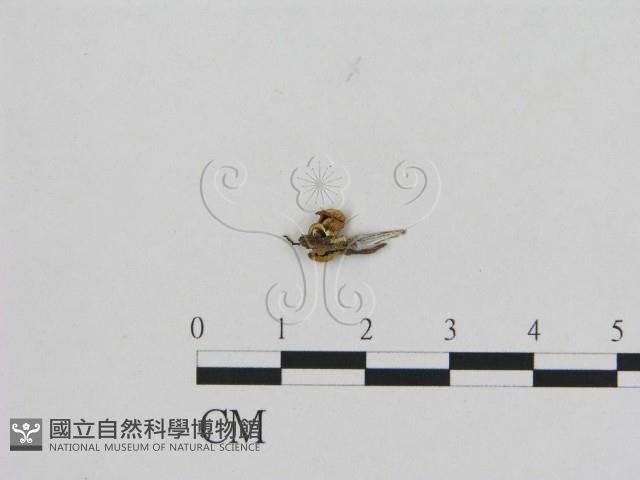 登錄號:F0012057藏品圖，第3張
