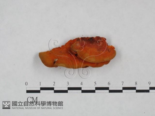 血紅密孔菌藏品圖，第3張