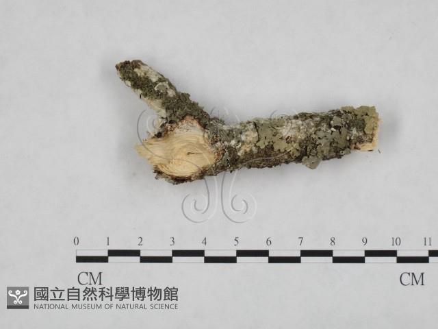 登錄號:F0005057藏品圖，第3張