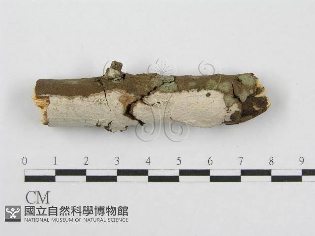 筍殼菌屬藏品圖，第1張