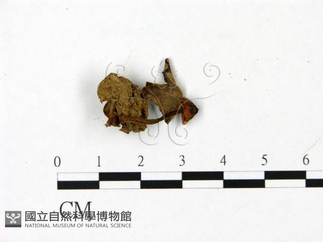 登錄號:F0023057藏品圖，第3張
