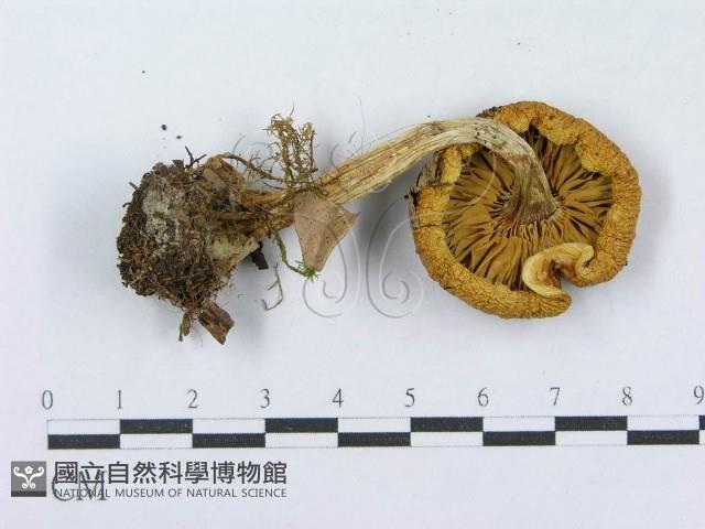 登錄號:F0016357藏品圖，第3張