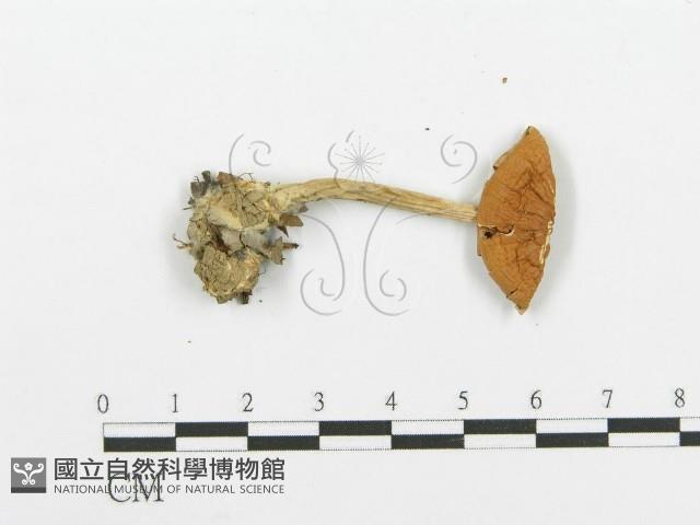 登錄號:F0004357藏品圖，第3張