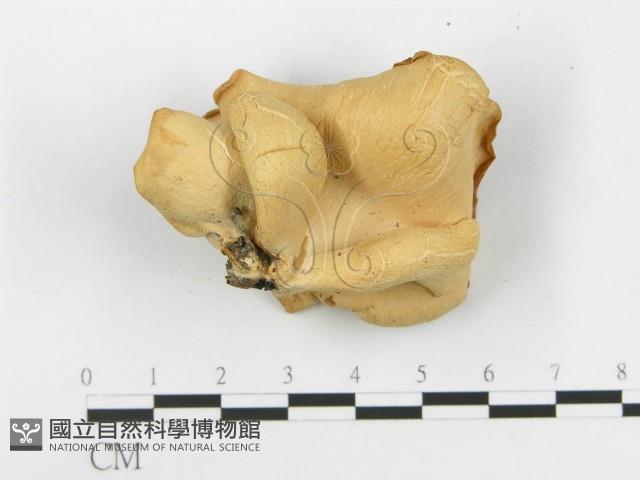 糙皮側耳藏品圖，第3張
