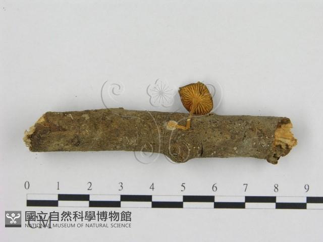 小菇屬藏品圖，第3張