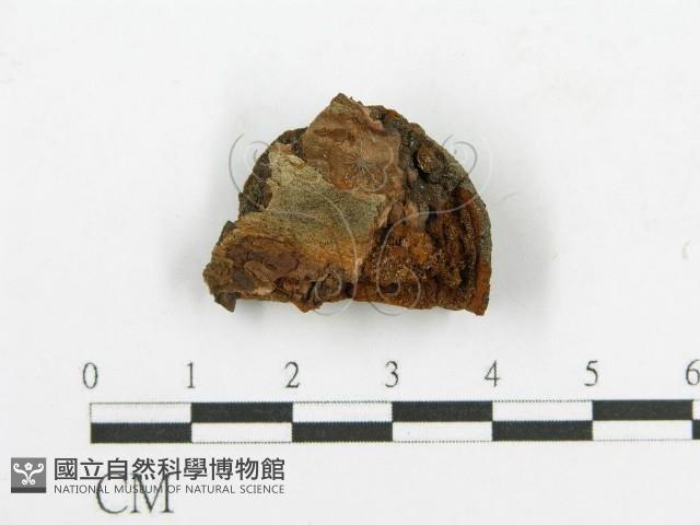 登錄號:F0017357藏品圖，第1張