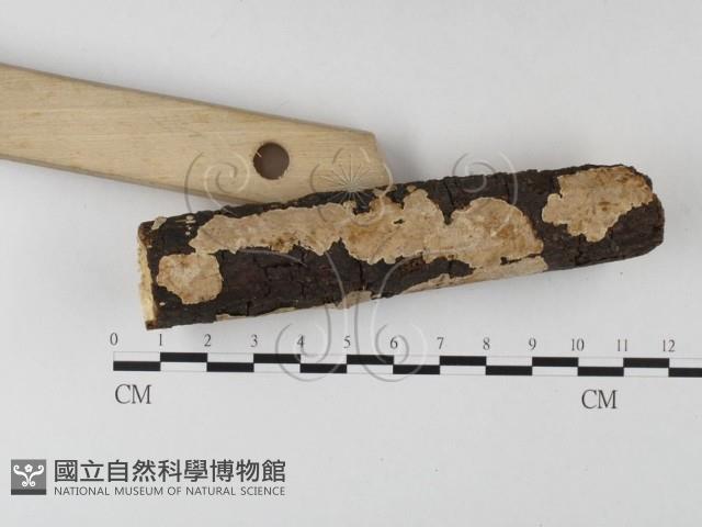刺皮菌屬藏品圖，第3張