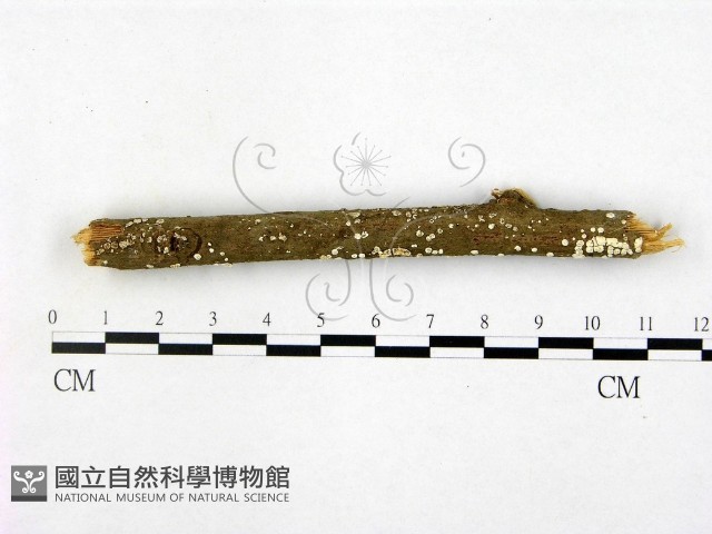 登錄號:F0005357藏品圖，第3張