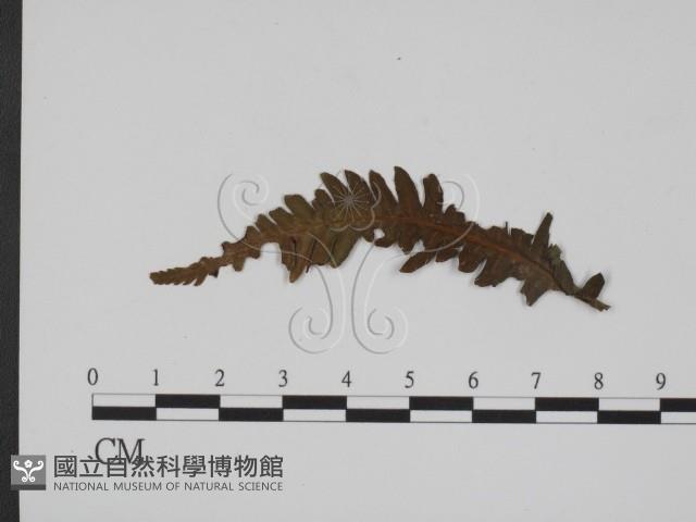 登錄號:F0019357藏品圖，第3張