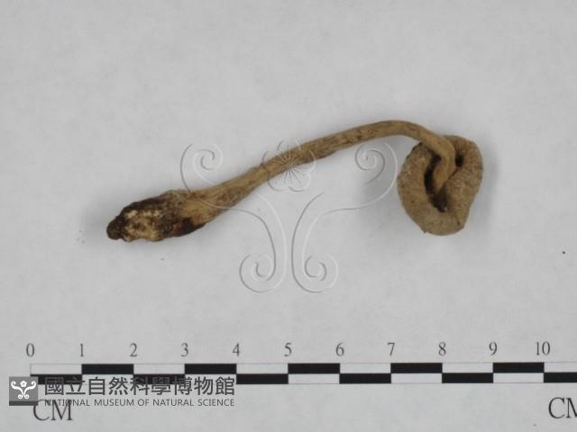 登錄號:F0023357藏品圖，第3張