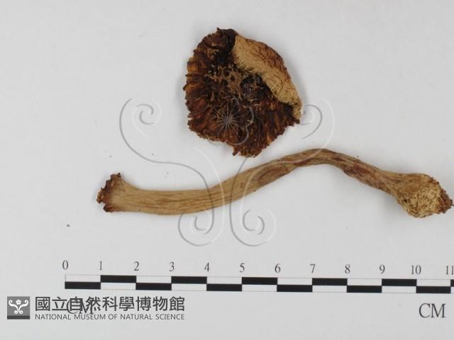 鵝膏屬藏品圖，第3張