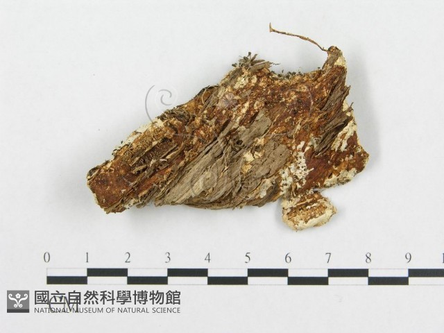 登錄號:F0008247藏品圖，第3張