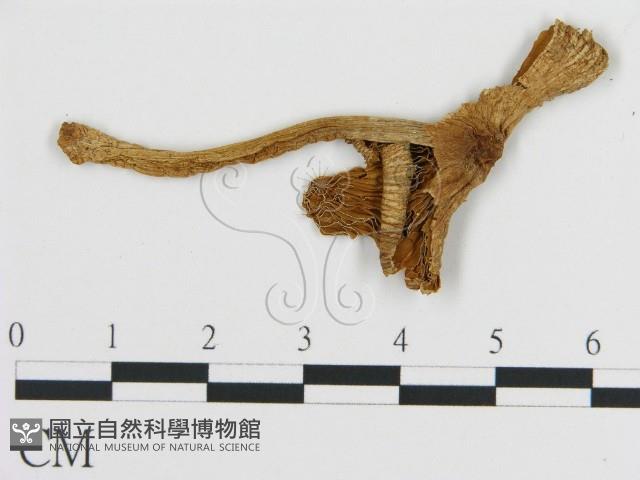 登錄號:F0020247藏品圖，第3張