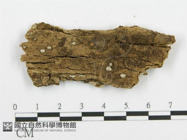 登錄號:F0010247藏品圖，第3張