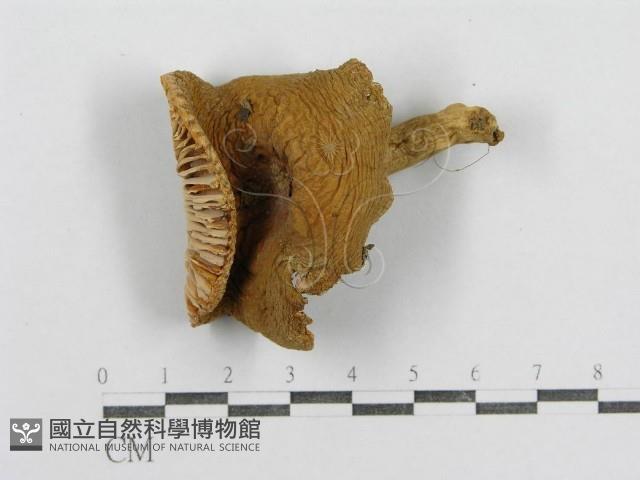 紅菇屬藏品圖，第3張