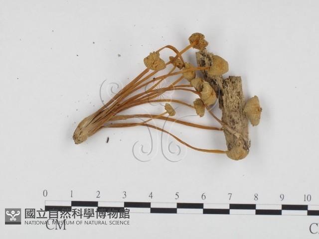 登錄號:F0024247藏品圖，第3張