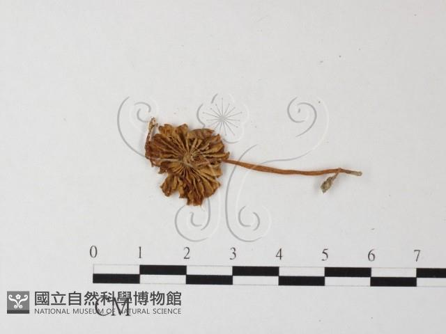 小菇屬藏品圖，第3張