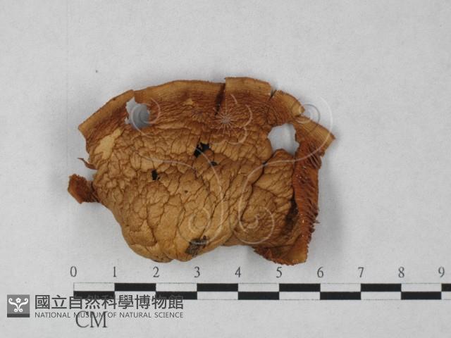 登錄號:F0027247藏品圖，第3張