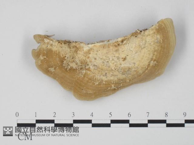 登錄號:F0017247藏品圖，第3張