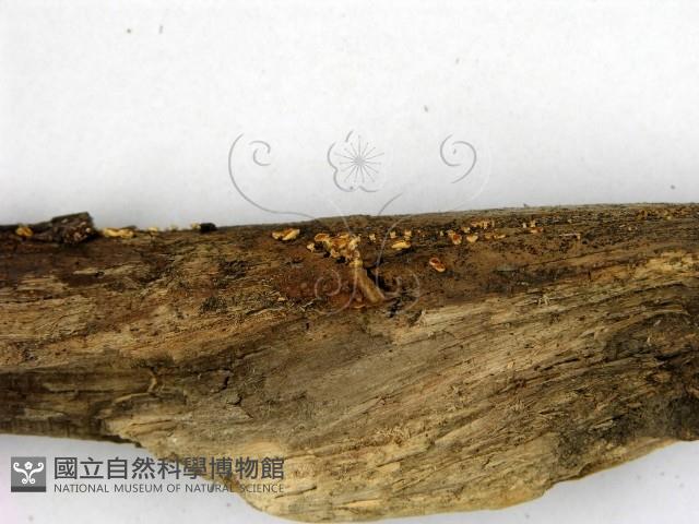 登錄號:F0015247藏品圖，第3張