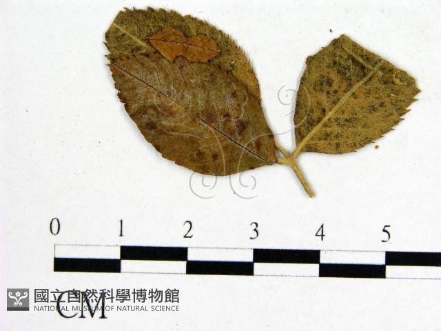 登錄號:F0019247藏品圖，第3張