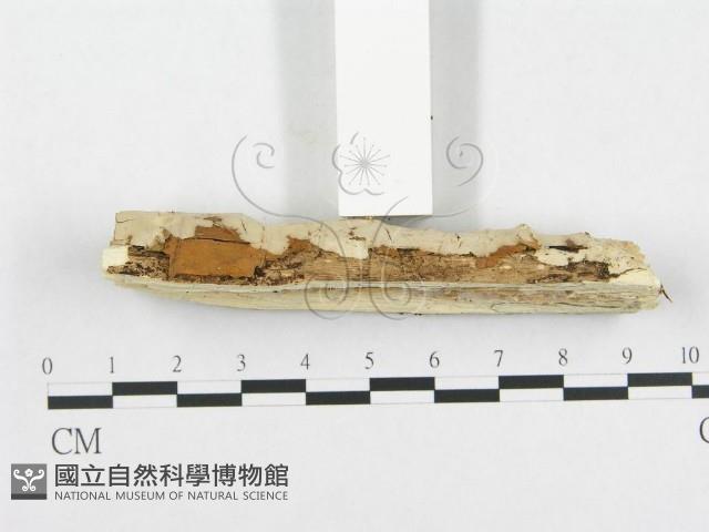 孔韌菌屬藏品圖，第3張