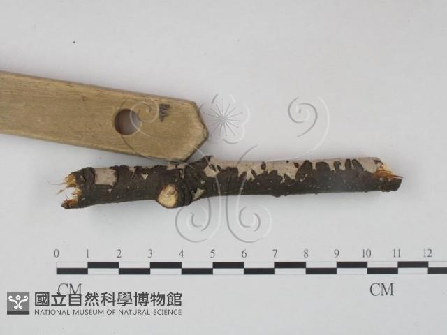 筍殼菌屬藏品圖，第3張