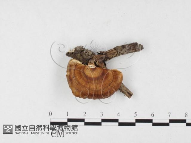 登錄號:F0026847藏品圖，第3張