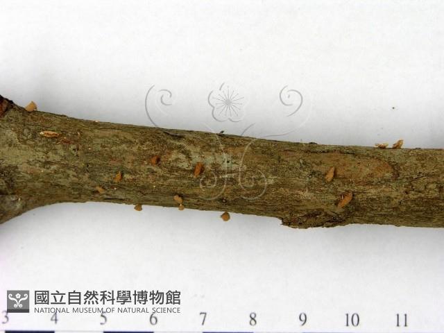 登錄號:F0004847藏品圖，第3張