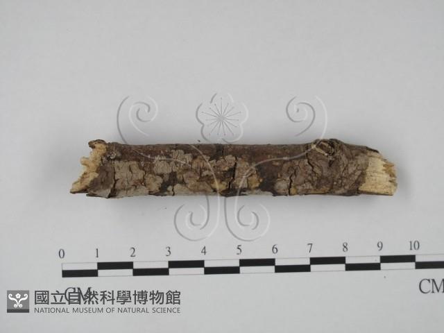 筍殼菌屬藏品圖，第3張