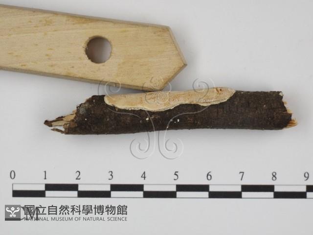 登錄號:F0007847藏品圖，第3張