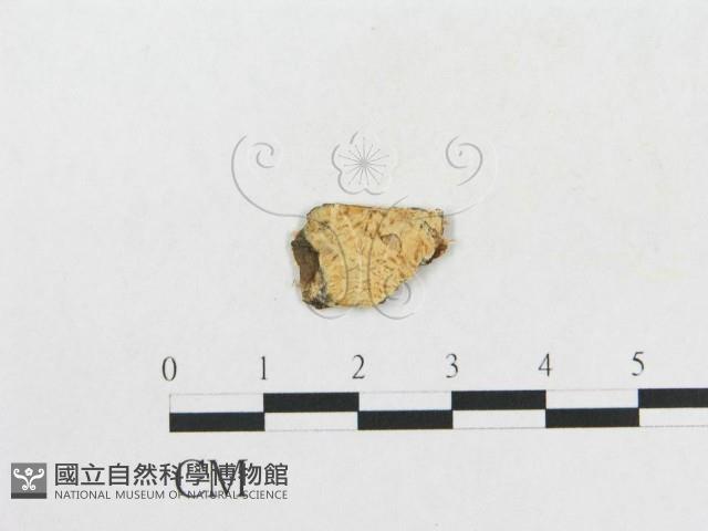 登錄號:F0017847藏品圖，第3張