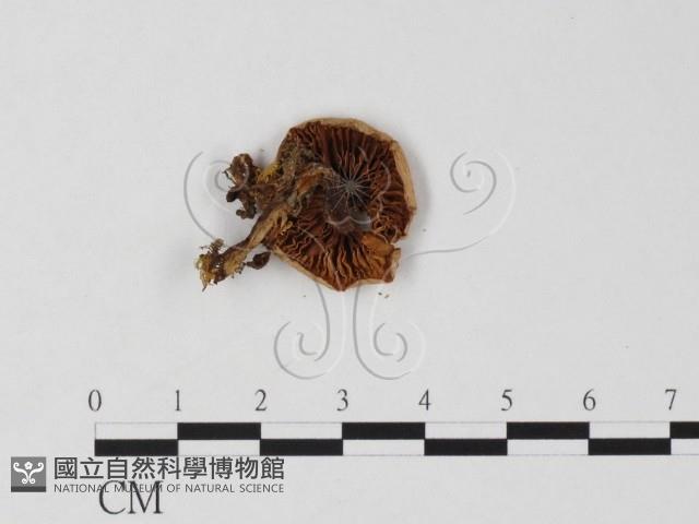 登錄號:F0025847藏品圖，第3張