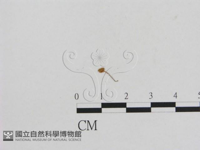 小菇屬藏品圖，第3張