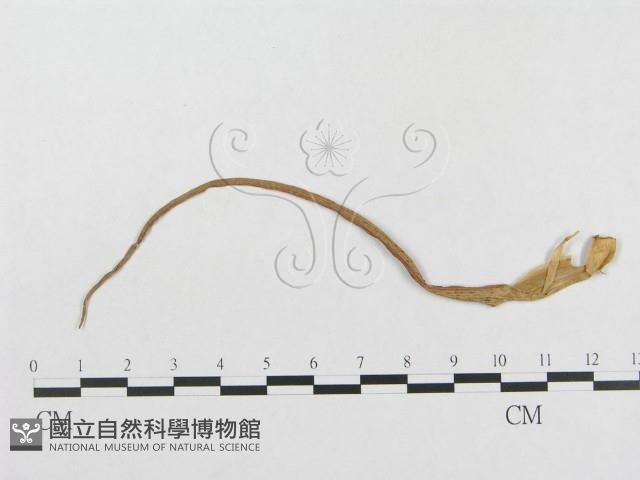 登錄號:F0018947藏品圖，第1張