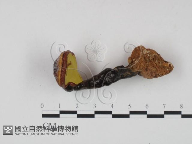 靈芝屬藏品圖，第3張