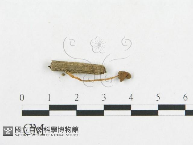 登錄號:F0010947藏品圖，第3張