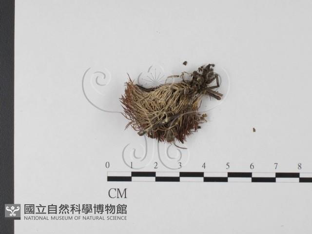 登錄號:F0016947藏品圖，第3張