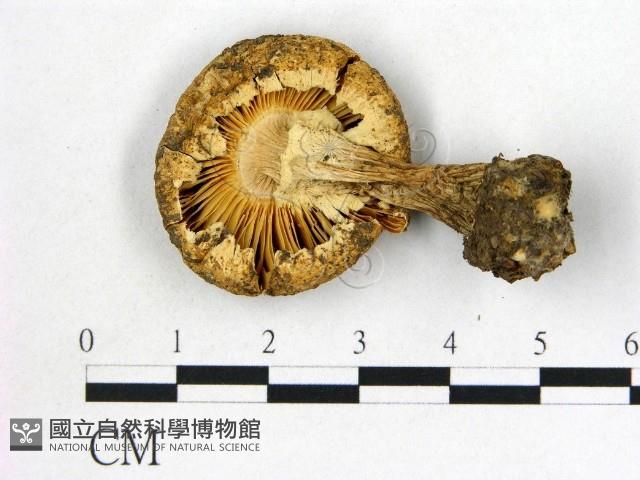 登錄號:F0021947藏品圖，第3張