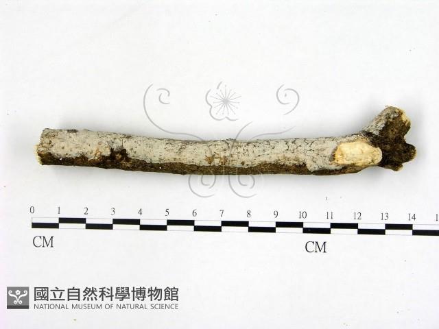 刺皮菌屬藏品圖，第3張