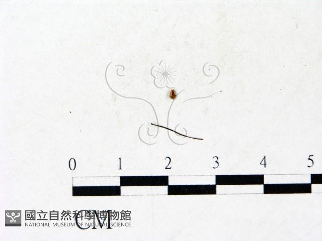 登錄號:F0022947藏品圖，第3張