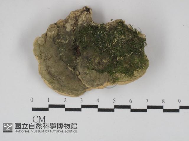 銳孔菌屬藏品圖，第3張