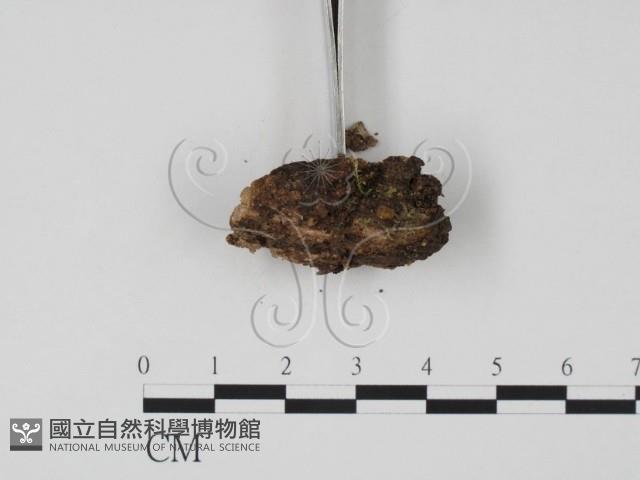 登錄號:F0009947藏品圖，第3張