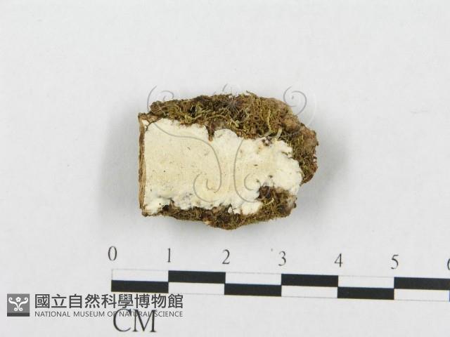 登錄號:F0019947藏品圖，第1張
