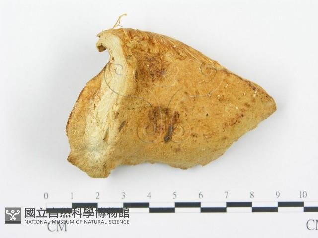 登錄號:F0013947藏品圖，第3張