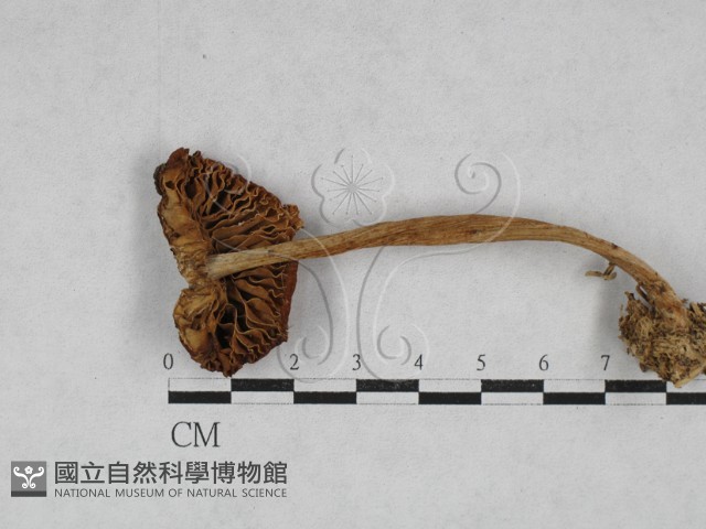 小皮傘屬藏品圖，第3張