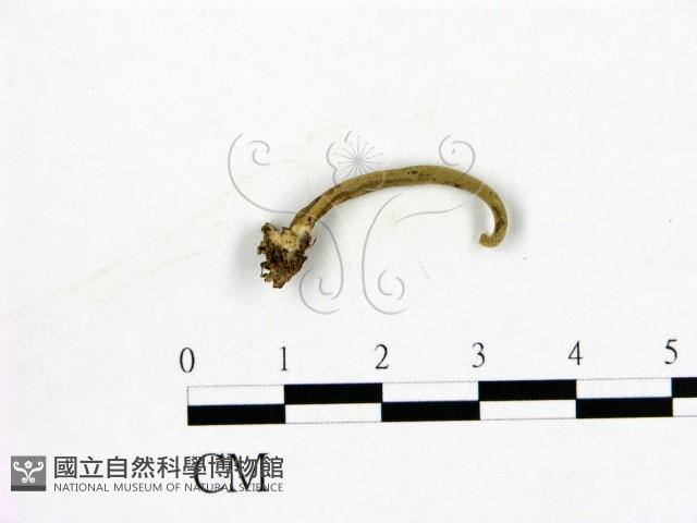 登錄號:F0018647藏品圖，第3張