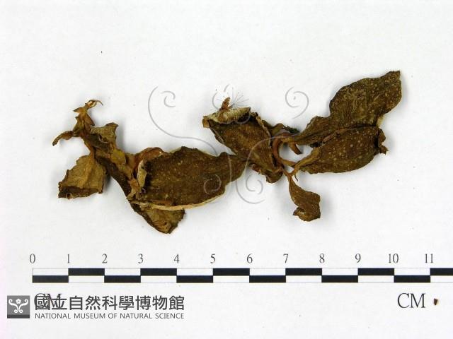 登錄號:F0020647藏品圖，第3張